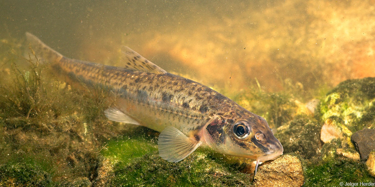 Riviergrondel_JH_001_1200x600px