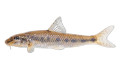 riviergrondel-1